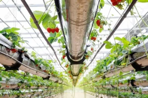 119367718-the-hydroponics-strawberry-at-greenhouse-hydroponics-farm-with-high-technology-farming-in-close-syst